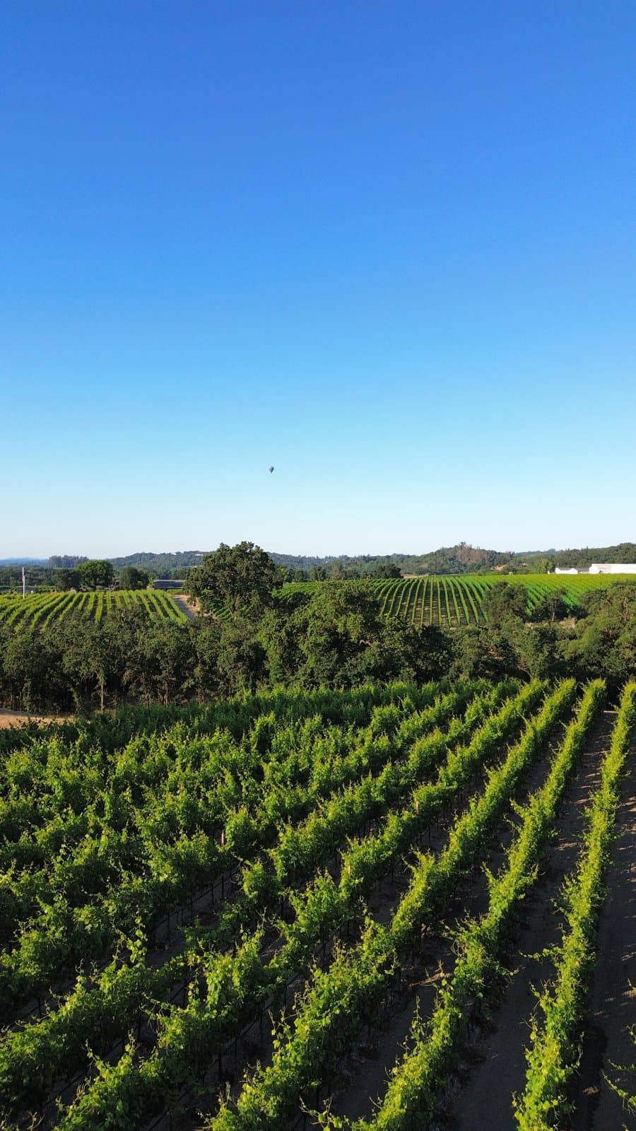 The estate vineyards in the Russian River Valley
