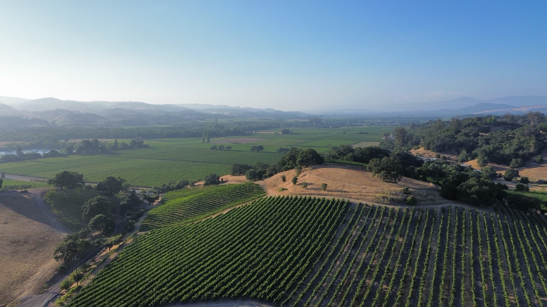 Photo: vineyard at fog / golden hour