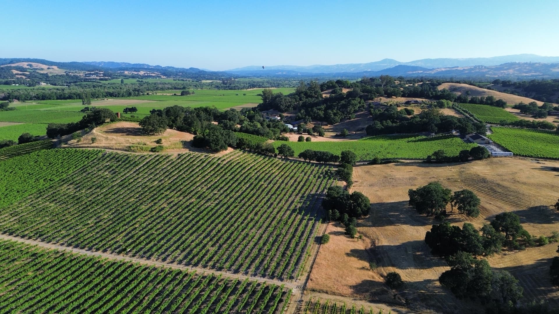 Wine Club Memberships, Explained