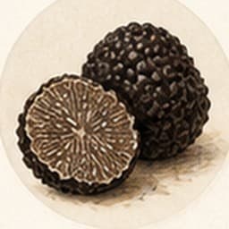 Black Truffle