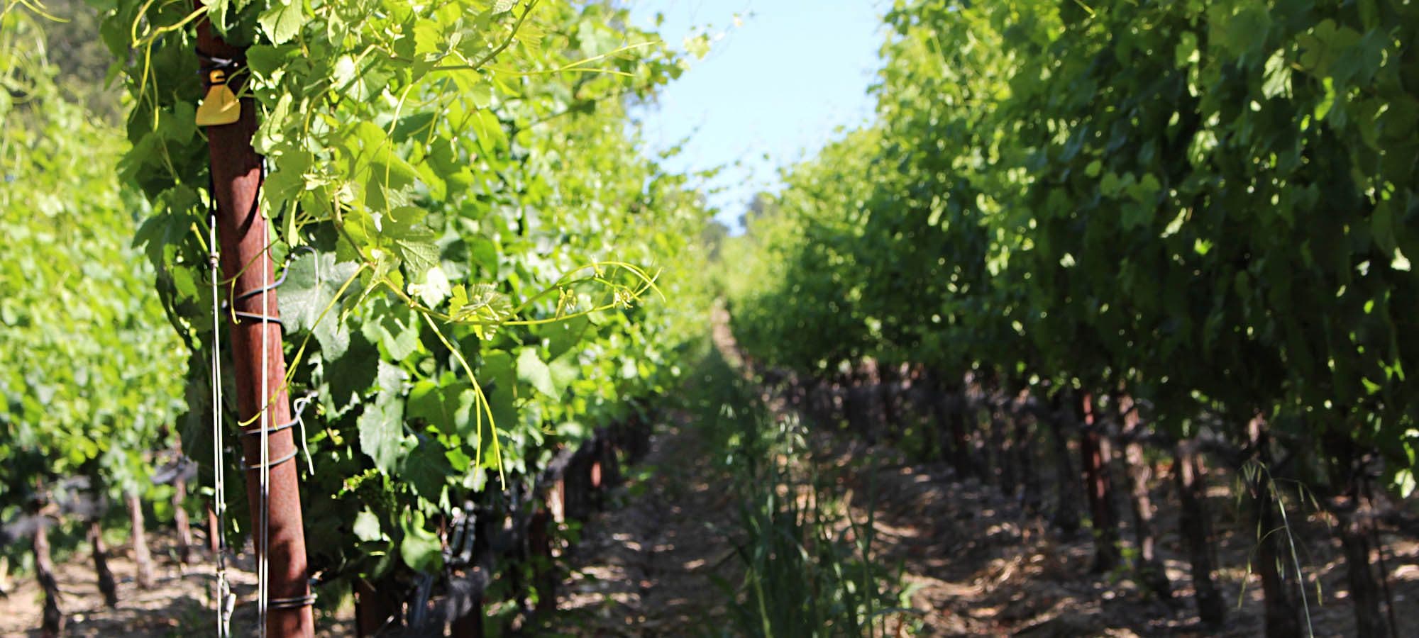 Russian River Valley Pinot Noir