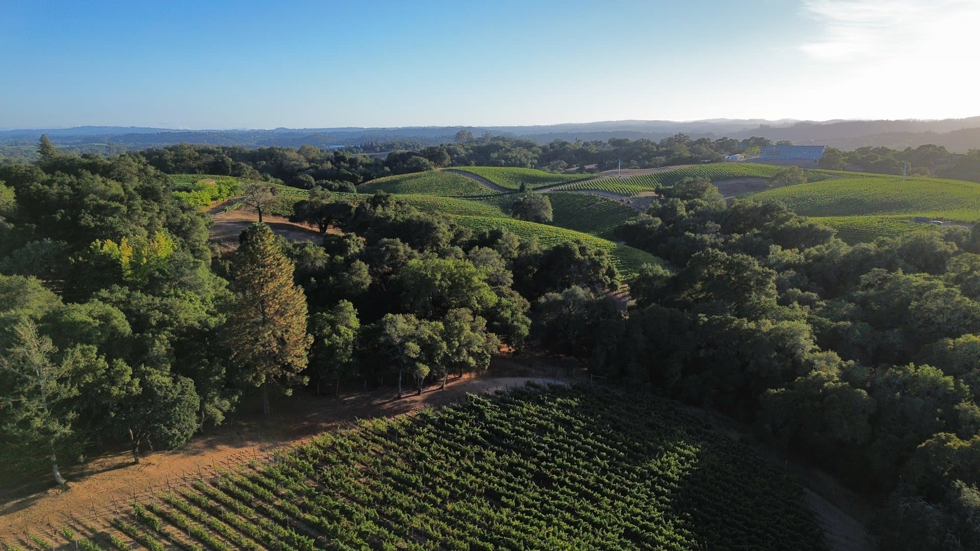 Aerial view of the estate vineyards in the Russian River Valley